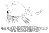 Seison nebaliae