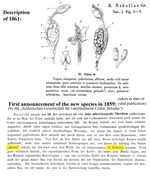 Seison nebaliae - Original description image