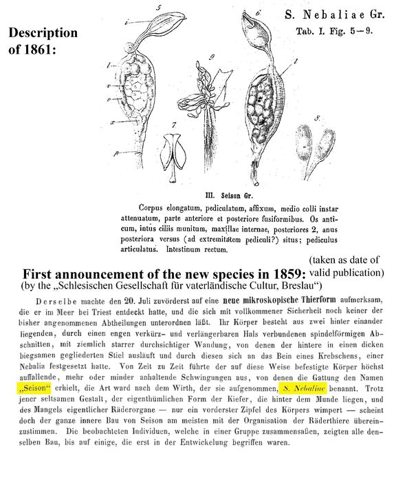 Seison nebaliae - Original description image