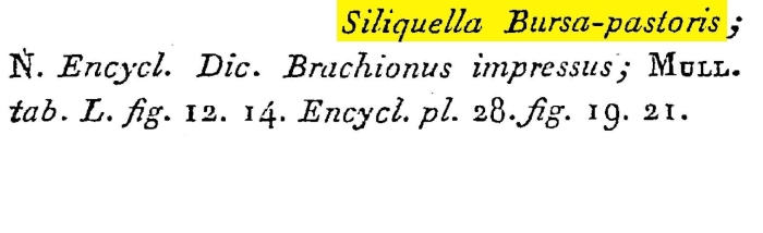 Siliquella bursapastoris Siliquella bursapastoris