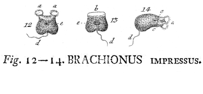 Siliquella impressa - Original description image