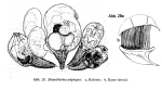 Sinantherina ariprepes