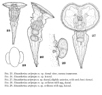 Sinantherina ariprepes