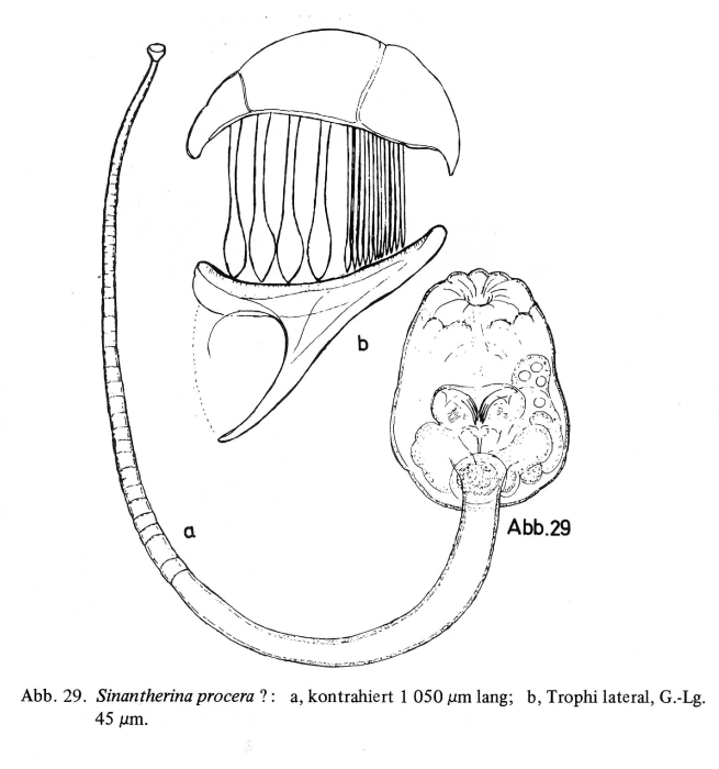 Sinantherina procera Sinantherina procera