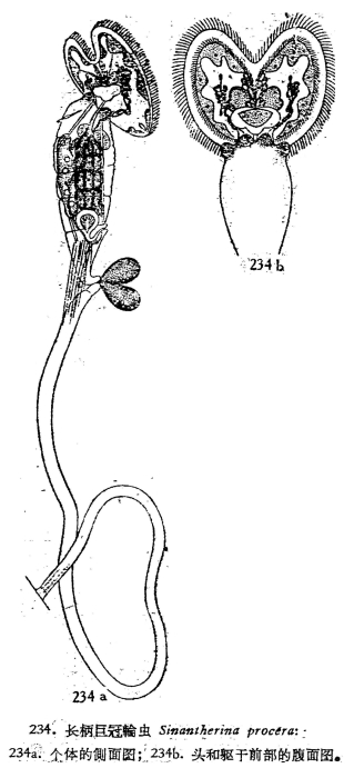Sinantherina procera Sinantherina procera