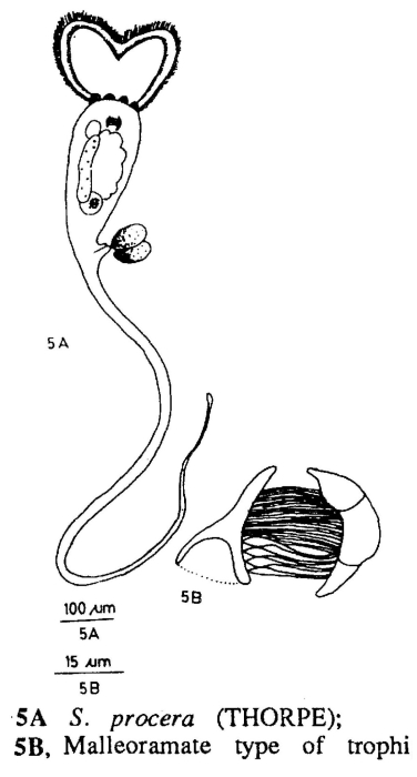 Sinantherina procera Sinantherina procera