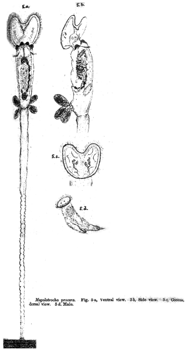 Sinantherina procera - Original description image