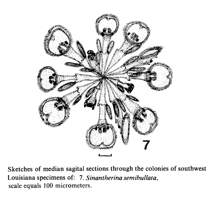 Sinantherina semibullata Sinantherina semibullata