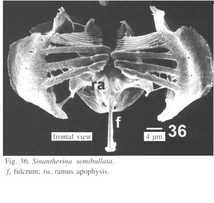 Sinantherina semibullata Sinantherina semibullata