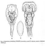 Sinantherina semibullata