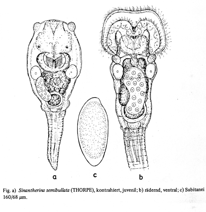 Sinantherina semibullata Sinantherina semibullata