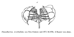 Sinantherina semibullata