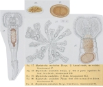 Sinantherina semibullata