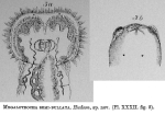 Sinantherina semibullata