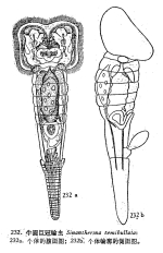 Sinantherina semibullata