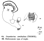 Sinantherina semibullata