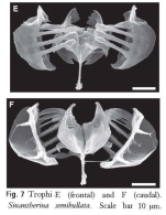 Sinantherina semibullata
