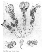 Sinantherina semibullata