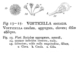 Sinantherina socialis