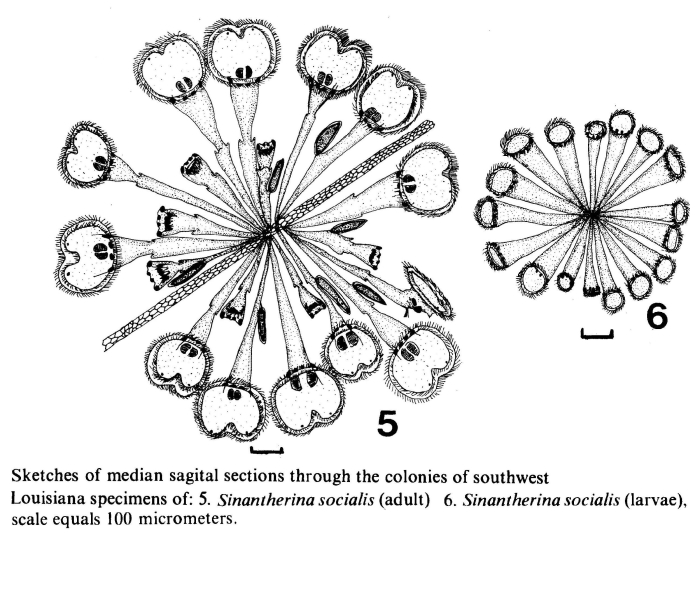 Sinantherina socialis Sinantherina socialis
