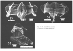 Sinantherina socialis