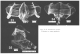 Sinantherina socialis