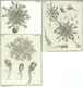 Sinantherina socialis