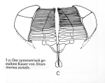 Sinantherina socialis