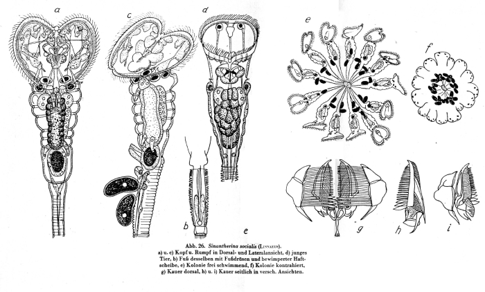 Sinantherina socialis