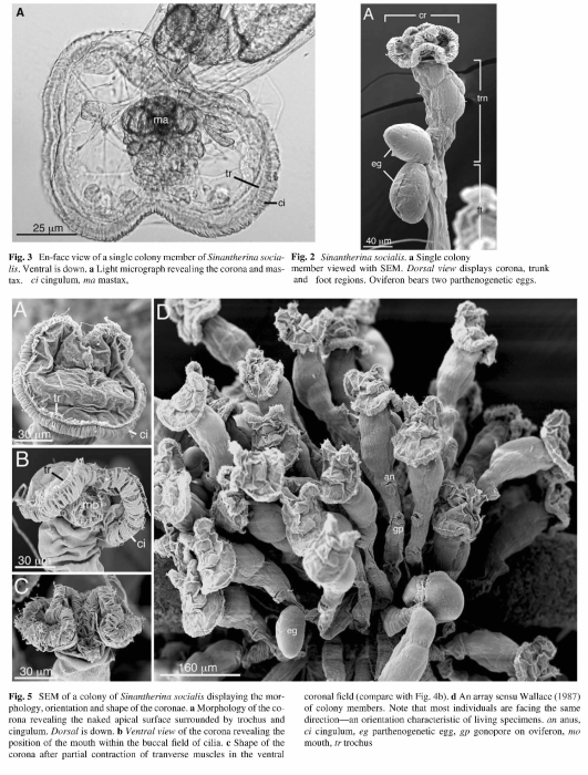 Sinantherina socialis Sinantherina socialis