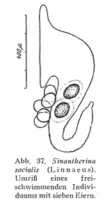 Sinantherina socialis