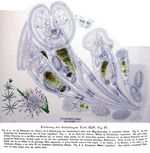 Sinantherina socialis