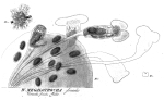 Sinantherina socialis