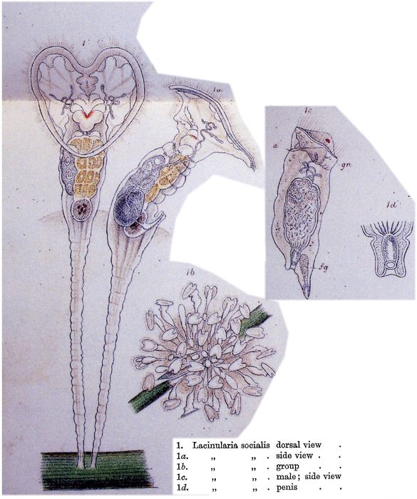 Sinantherina socialis Sinantherina socialis