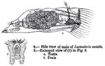 Sinantherina socialis