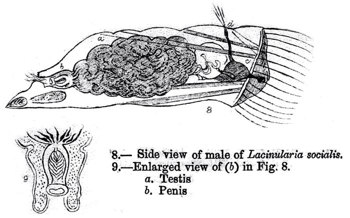 Sinantherina socialis Sinantherina socialis