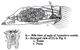 Sinantherina socialis