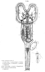 Sinantherina socialis