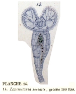 Sinantherina socialis