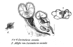 Sinantherina socialis