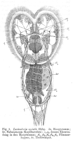 Sinantherina socialis