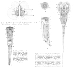 Sinantherina socialis