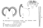 Sinantherina socialis