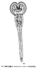 Sinantherina socialis