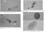 Sinantherina socialis