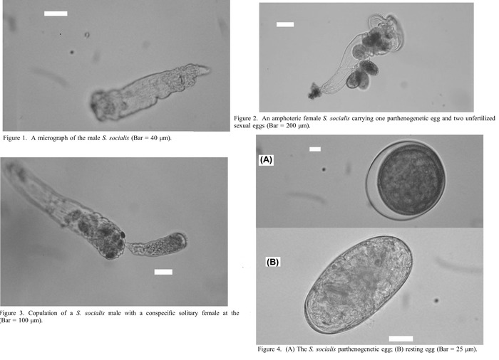 Sinantherina socialis