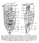 Sinantherina socialis