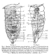 Sinantherina socialis