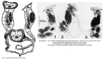 Sinantherina socialis