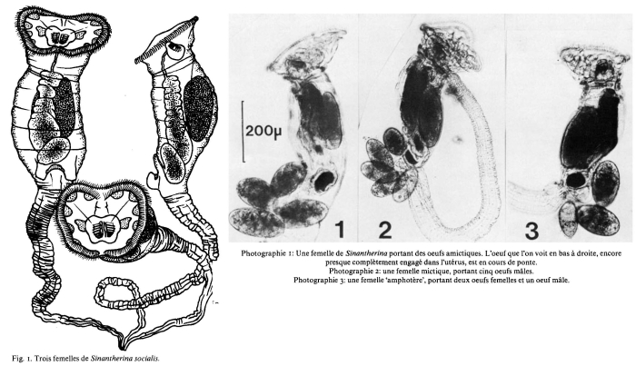 Sinantherina socialis Sinantherina socialis